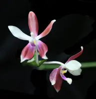 Phalaenopsis tetraspis f. speciosa