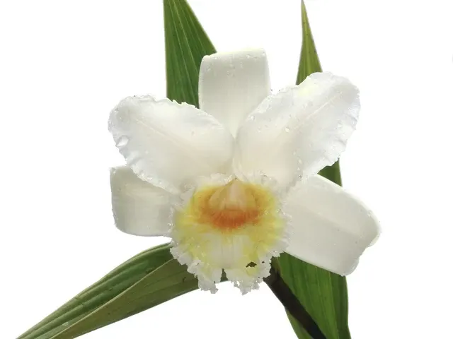 Sobralia virginalis (Sobralia)