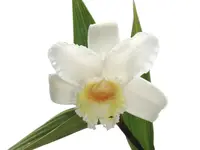 Sobralia virginalis