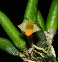 Dendrobium lichenastrum