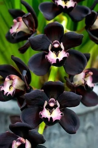 Cymbidium Kiwi Midnight 'Geyserland' (Cymbidium)