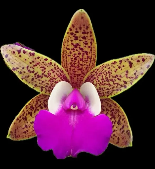 Cattleya Ratsima Spot