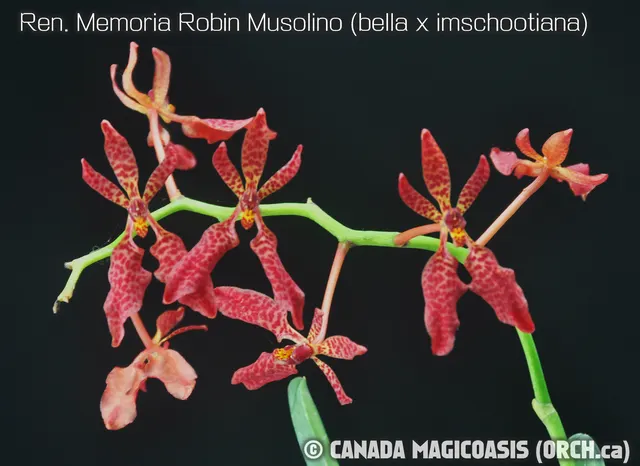 Renanthera Memoria Robin Musolino (Renanthera)
