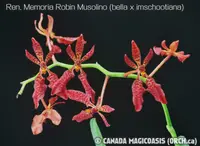 Ren. Memoria Robin Musolino (bella x imschootiana) (RE15) ( - - Renanthera ) Ren.=Renanthera