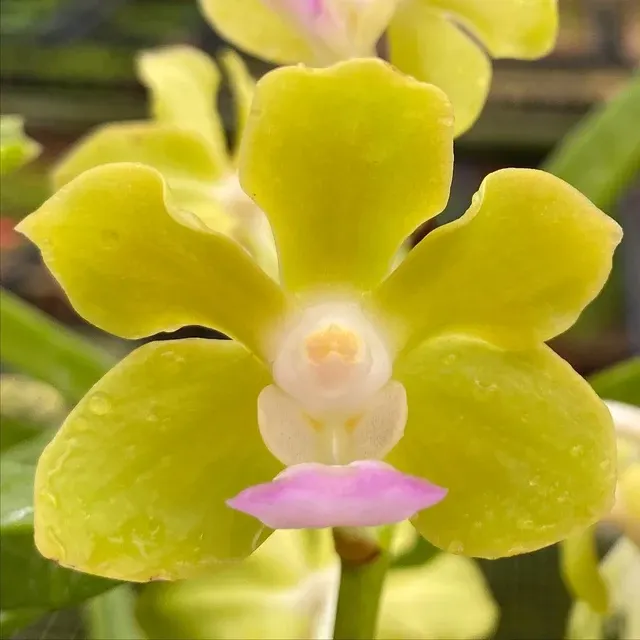 Vanda Motes Key Lime