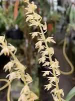 Bulbophyllum gibbosum ‘4469’