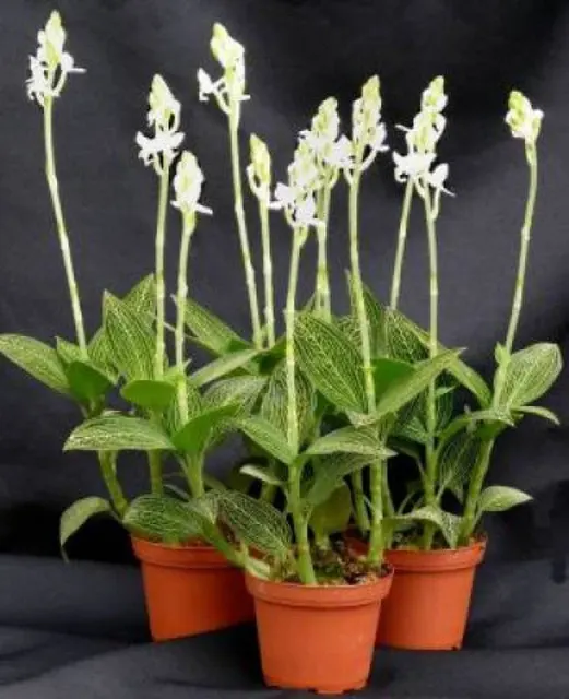Ludisia discolor var alba (Ludisia)
