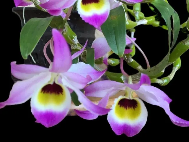 Dendrobium findlayanum v. oculatum x sib