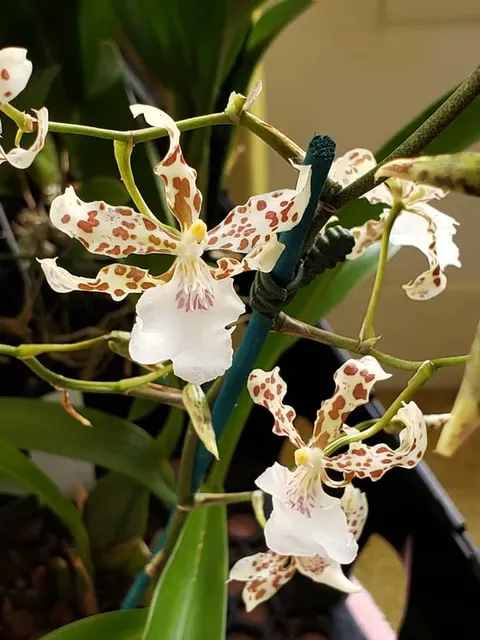 Oncidium Speckled Spire ‘Whisp’ (Oncidium)