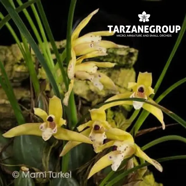 Maxillaria kautskyi (Maxillaria)