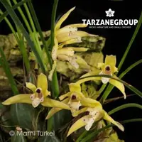 MAXILLARIA KAUTSKYI SMALL ORCHID MOUNTED