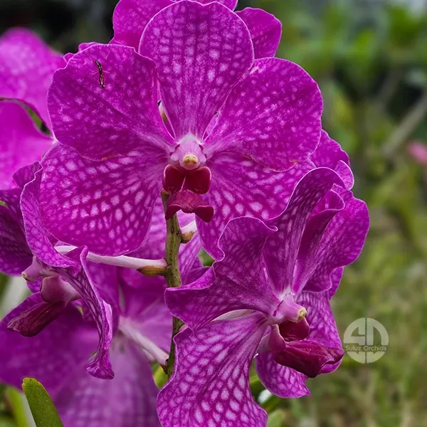 Vanda Velthuis Hill 'Rose Red'