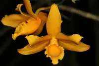 Dendrobium henryi