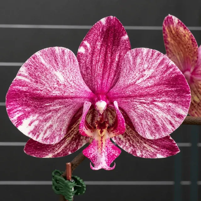 Phalaenopsis Ark's Happy Magician '3674'