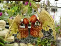Rare, Weird, Coryanthes macrantha, The Bucket Orchid, Blooming Size