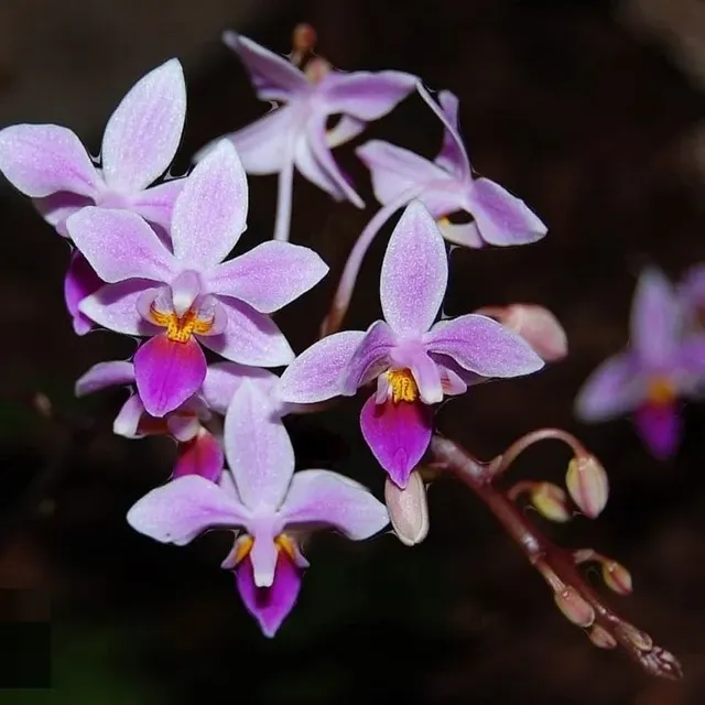 Phalaenopsis Equistris (Phalaenopsis)