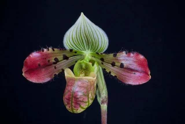 Paphiopedilum venustum 'Dark' (Paphiopedilum)