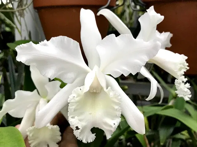 Cattleya Louise Georgianna 'Perfection'
