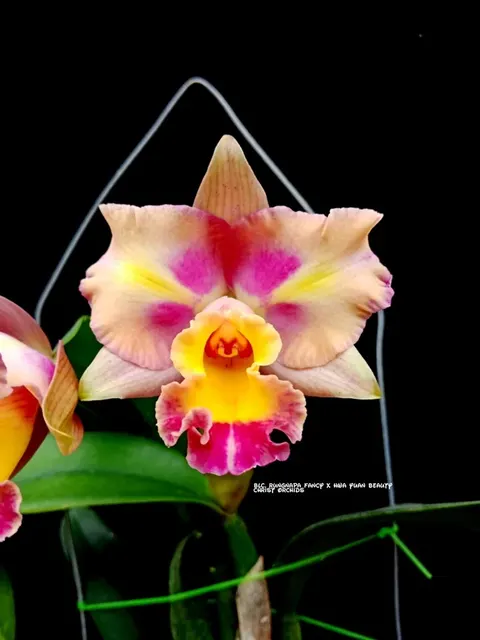 Rhyncholaeliocattleya Lady Gaga 'Alejandro'