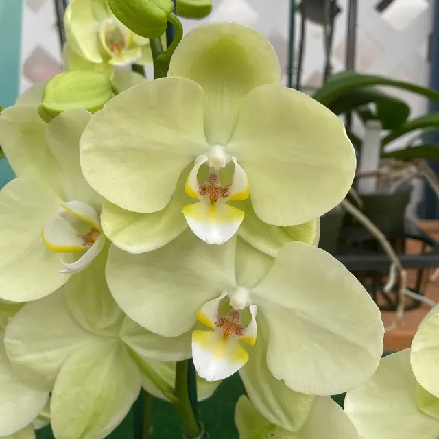 Phalaenopsis Sunshower