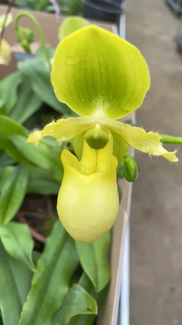 Paphiopedilum primulinum sibling cross (Paphiopedilum)