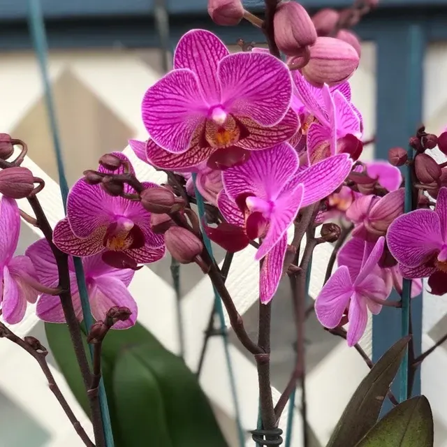 Phalaenopsis Perceval