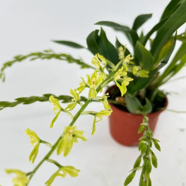 Gomesa recurva (Gomesa)