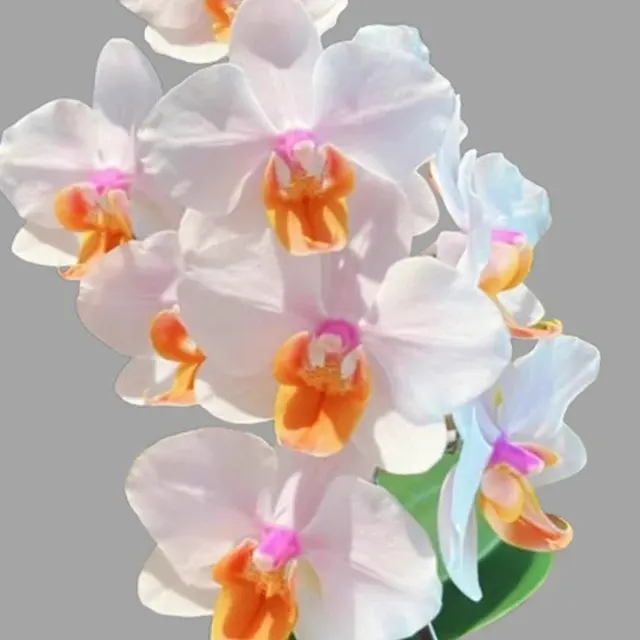 Phalaenopsis Spring Maiden