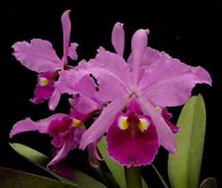 Cattleya warscewiczii var. tipo (Cattleya)