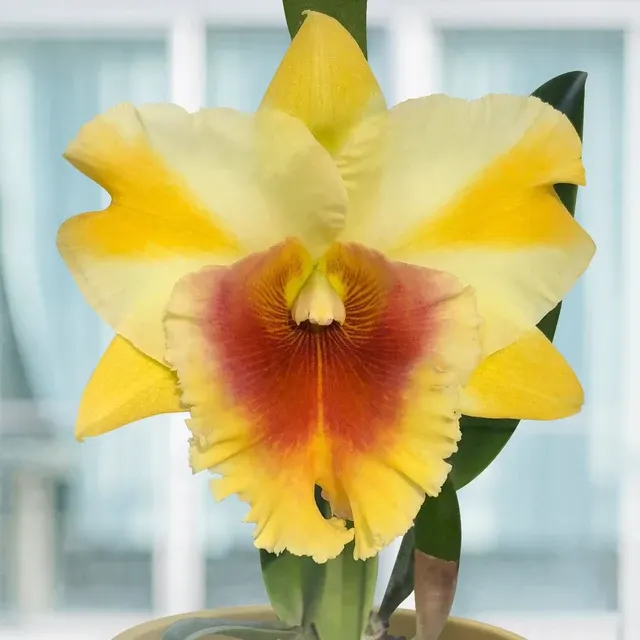 Rhyncholaeliocattleya Orchid Miss Thailand ‘Apasra’