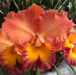 Rhyncholaeliocattleya Goldenzelle 'Orange Pumpkin'