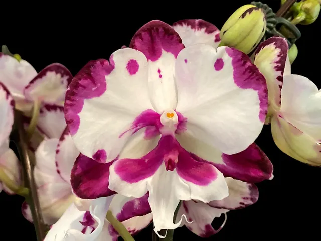 Phalaenopsis MS Happy Brain