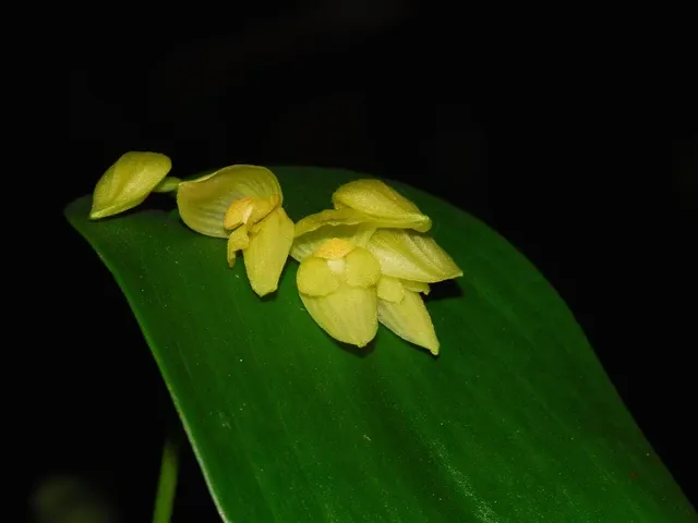 Pleurothallis marthae 'xanthinum'