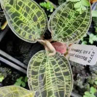 Macodes petola 'Thailand' x 'Sarawak' (FLASK)