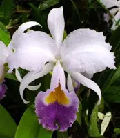 C. trianae coerulea x sib ('S-2' x 'Cielo Azul') (C1771) (Cattleya - - trianae )