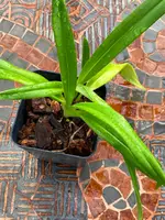 Phragmipedium Easy Men