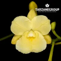 BROUGHTONIA SANGUINEA AUREA SMALL ORCHID MOUNTED