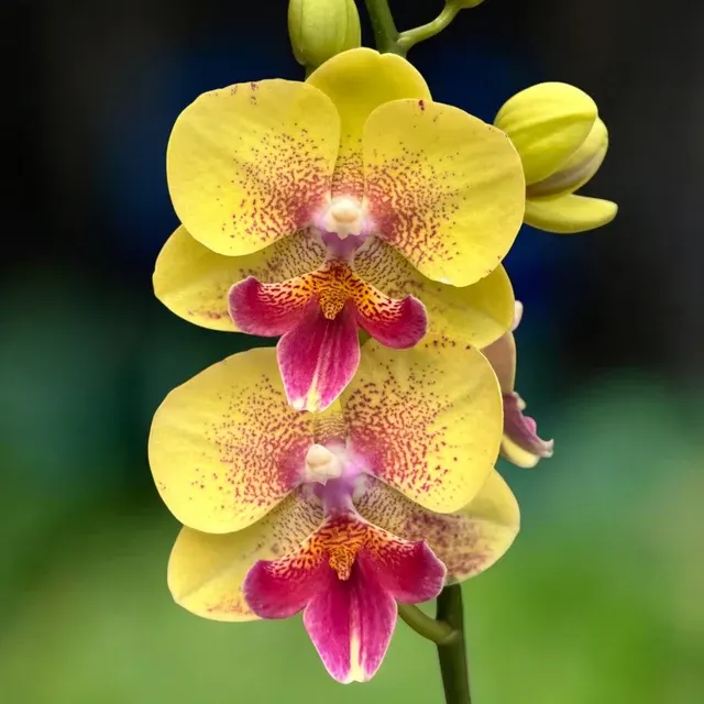 Phalaenopsis King Car French Kiss