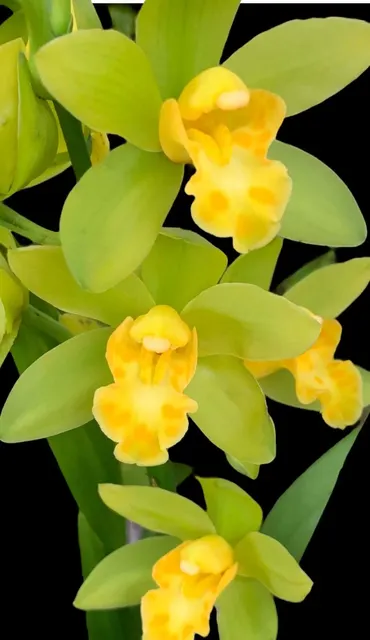 Cymbidium Green Maureen