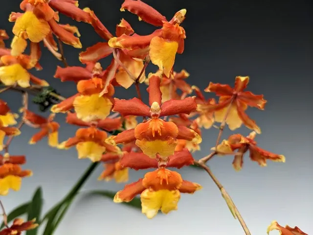 Oncidium Sunny Daze