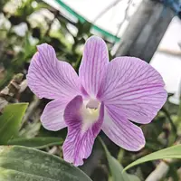 Dendrobium Burana Pink (Compactum)