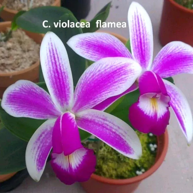 Cattleya violacea var semi-alba flamea