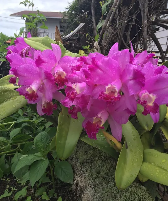 Laeliocattleya Dorothy Warne 'Favorite' (Laeliocattleya)