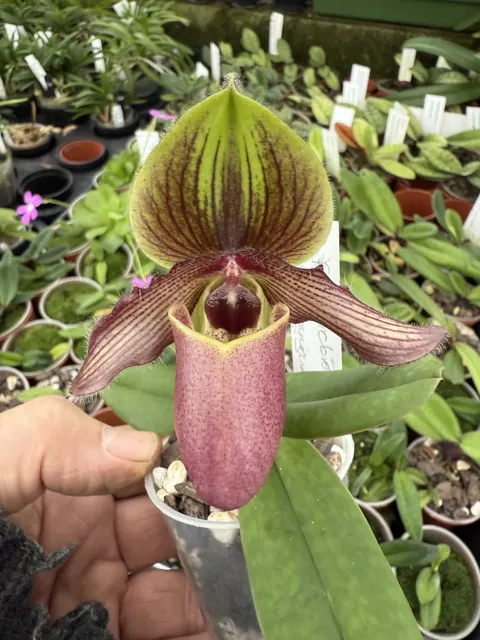Paphiopedilum Elite’s Victoria Falls EO190 (Paphiopedilum)