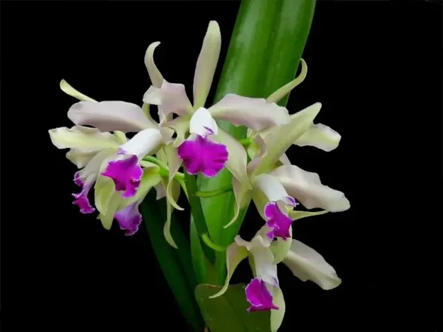 Cattleya Elegans X Purple 'The Best'
