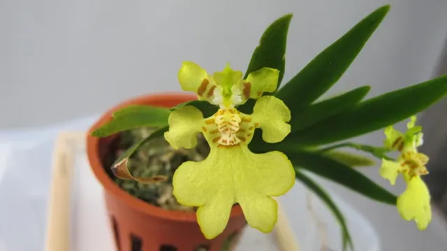 Erycina pusilla