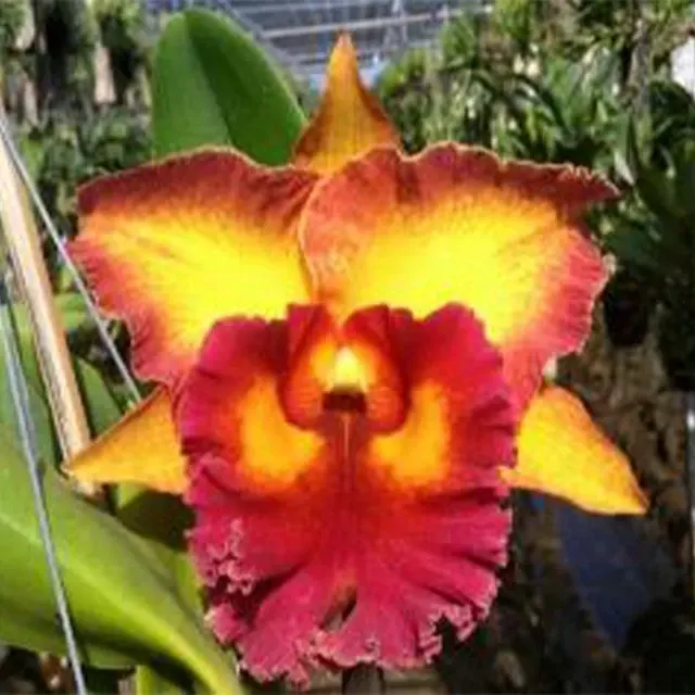 Brassolaeliocattleya Chomthong Fancy (Brassolaeliocattleya)