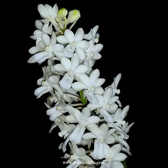 Vandachostylis magic wand alba (Vandachostylis)