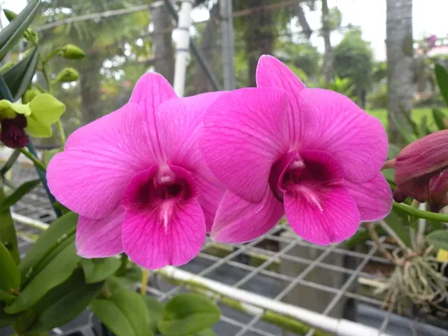 Dendrobium Salaya Medy Stripe