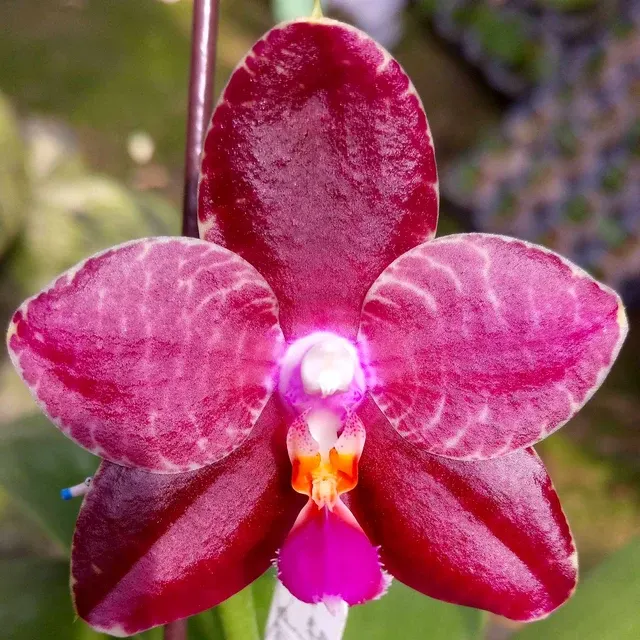 Phalaenopsis Zheng Min Jacaranda